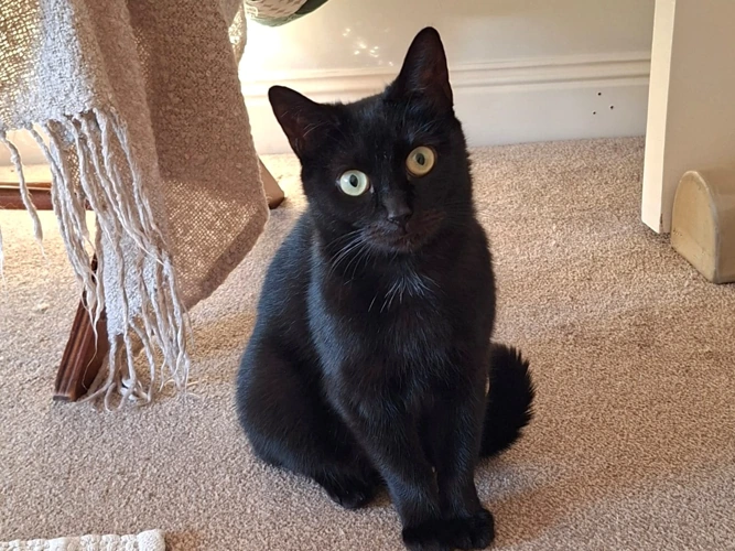 1-year-old Ebony