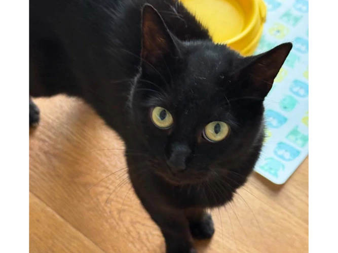 1-year-old Ebony