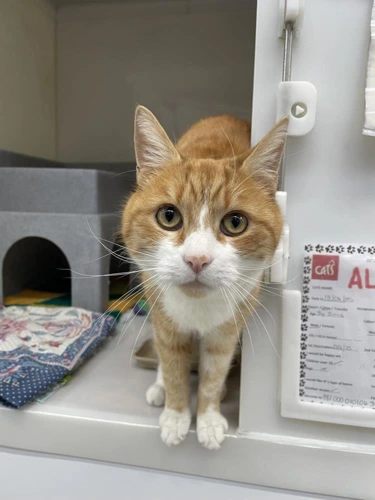 Ali
