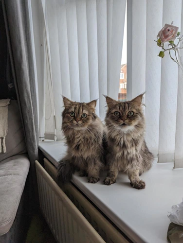 Trigger and Boycie