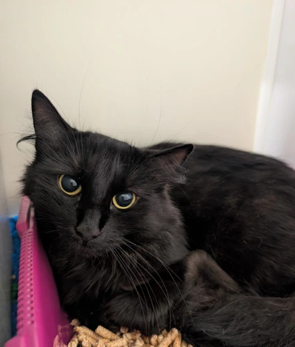 Nyx