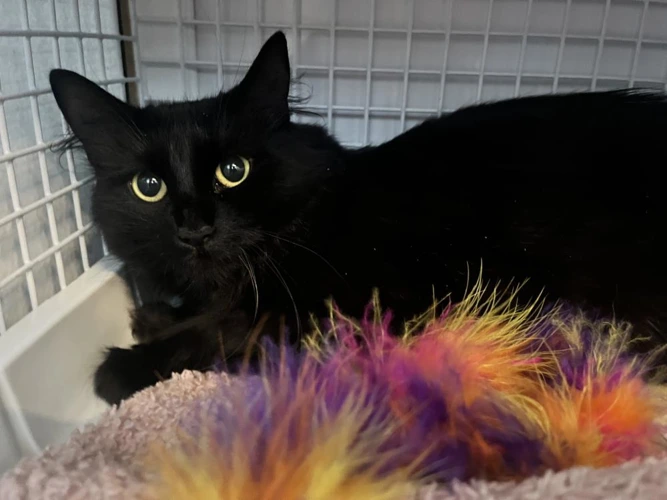 Nyx