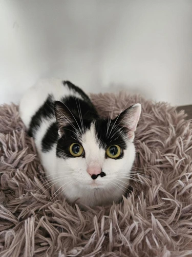 Lulu