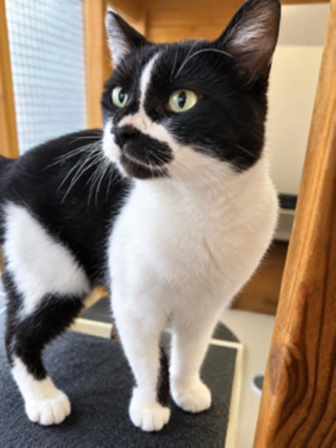 Oliver