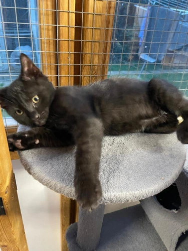 Shadow Kitten