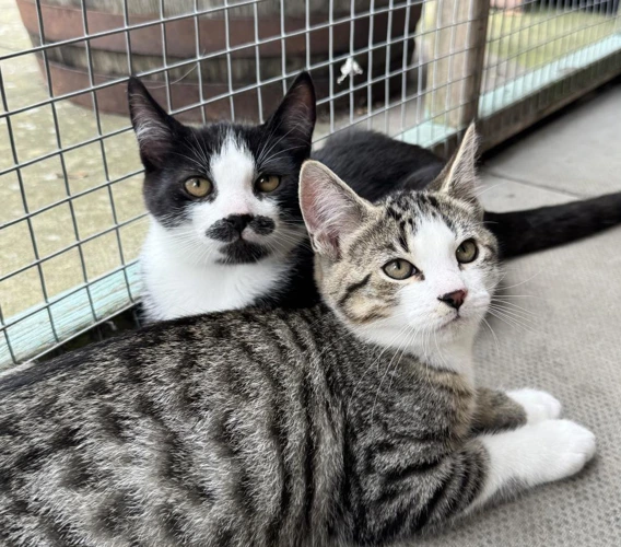 Zorro and Merlin