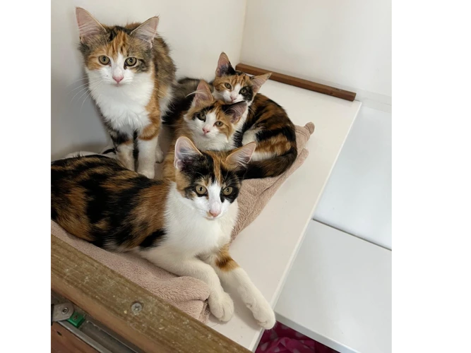 The Tortie Tribe