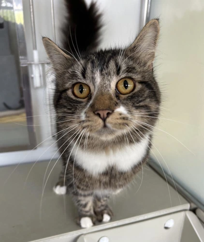 Mr Cat
