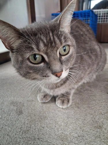 Molly 225 2026