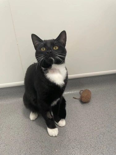 Binx