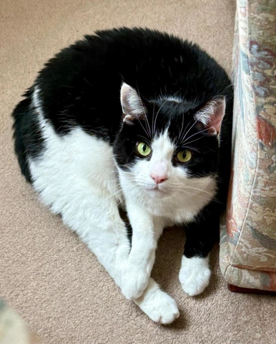 Milo