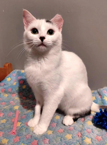 Lumi