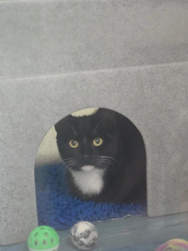 Tom