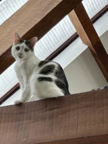 Cleo