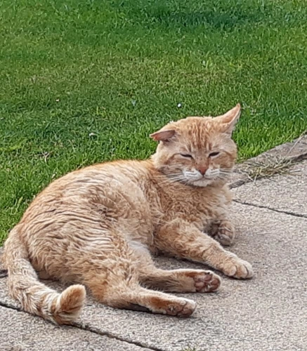 Ginge