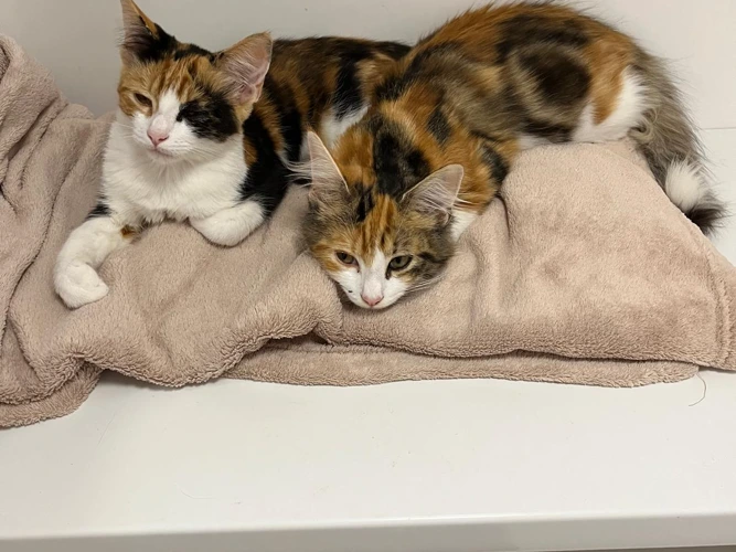 The Tortie Temptations
