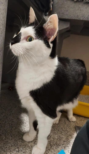 Dougal 7 Year Old Male