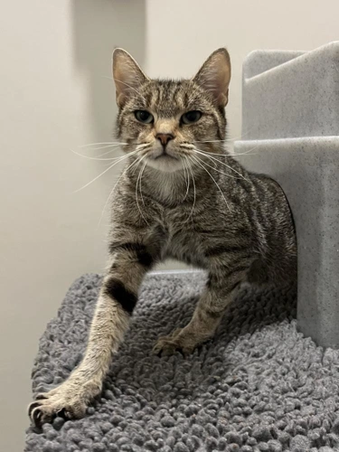 Tabitha 1 Year Old Female