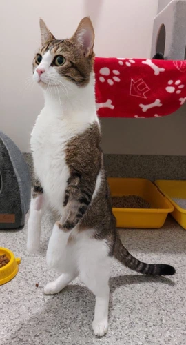 .Milo 2y male