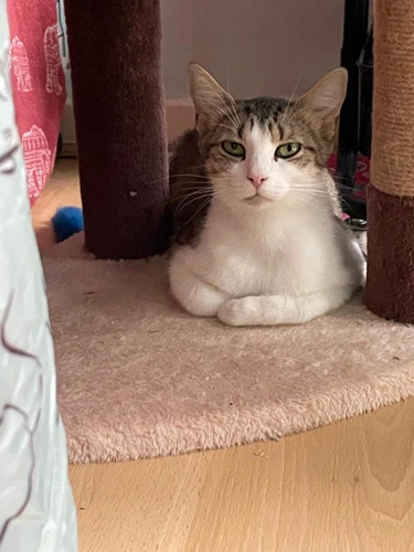 Cleo now Rosie