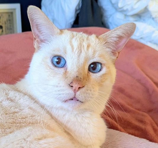 Percy