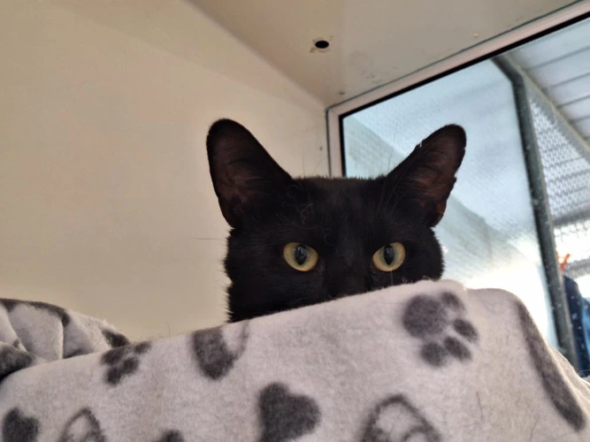 Figaro
