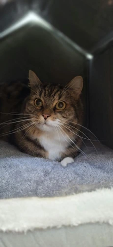 Rosie