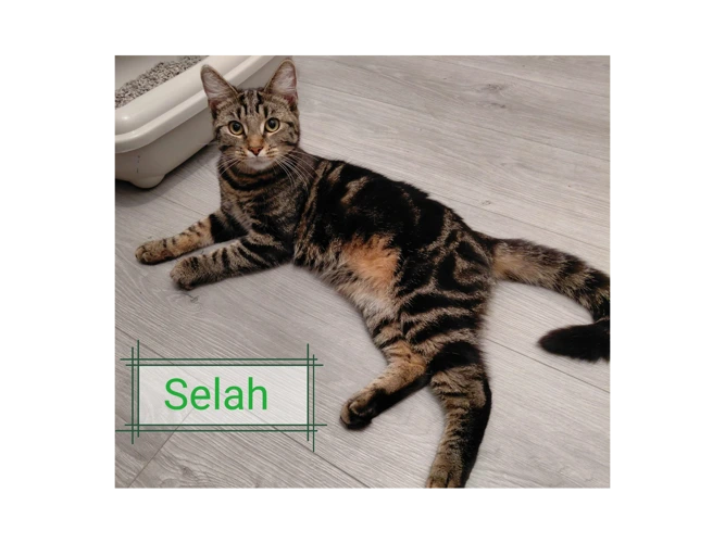 Selah