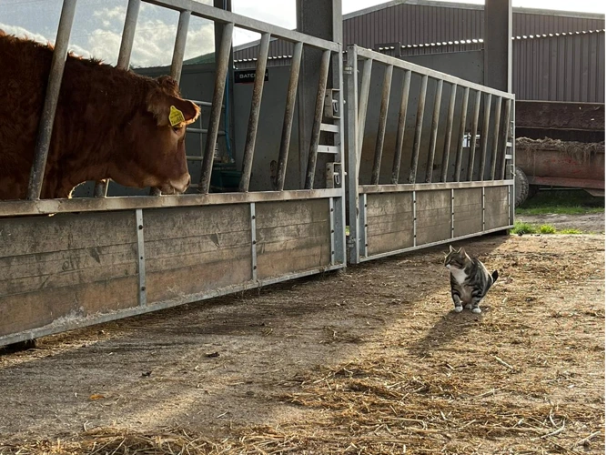 Farm/Stable Homes