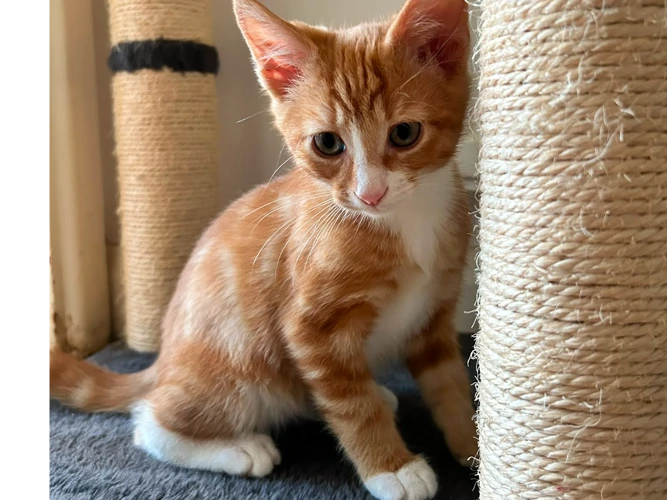 Lewis
