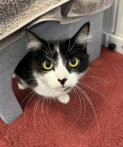 Nyxie