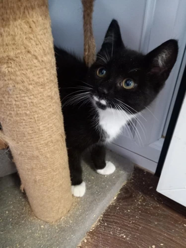 Basil