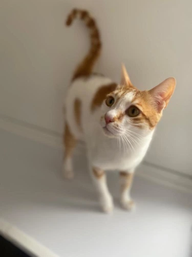 Pip