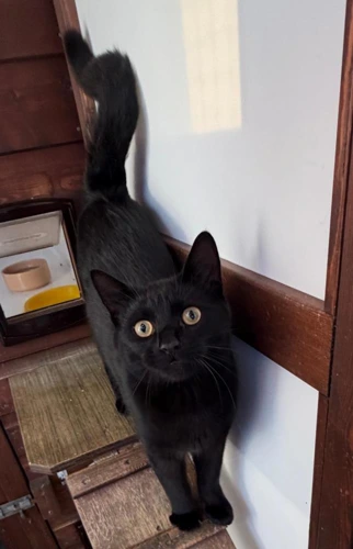 Toothless 244 2026