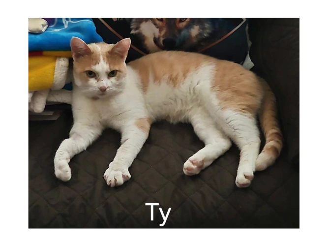 Ty
