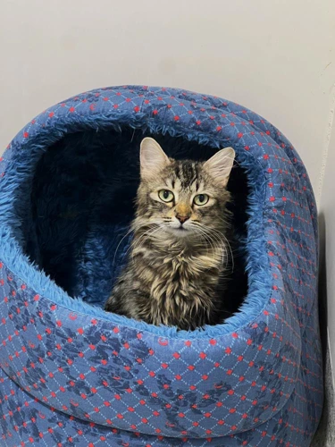 Mimi