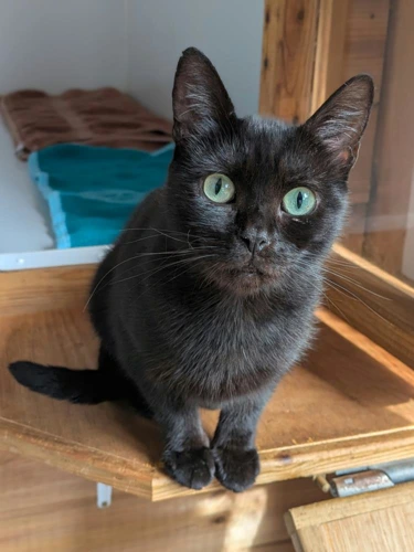 Stella
