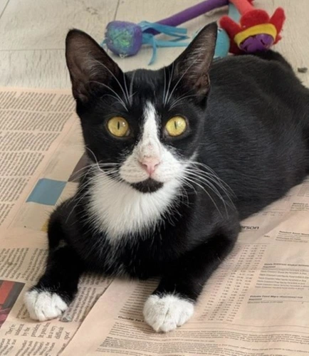 Squeaky and Beanie