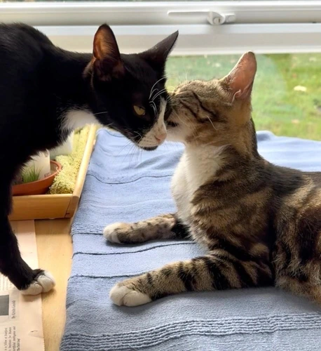 Beanie and Squeaky
