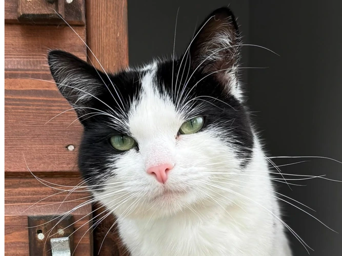Freddie