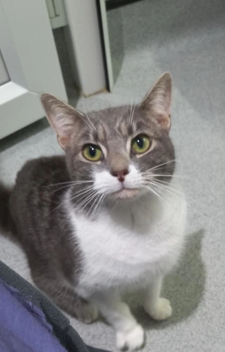 Mia