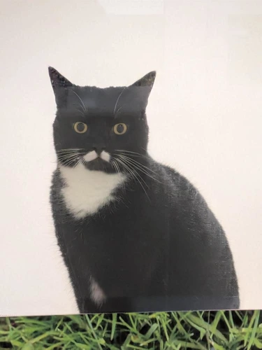 Gomez