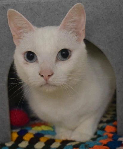 Snowball