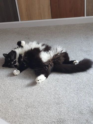 Tilly