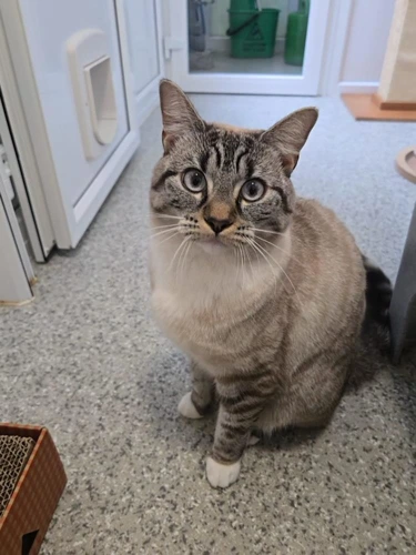 Daphne