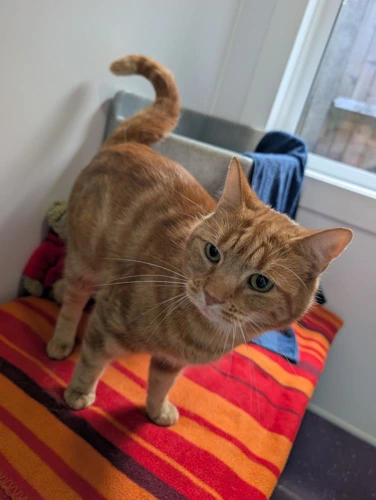 Peanut