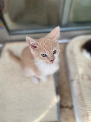Peaches