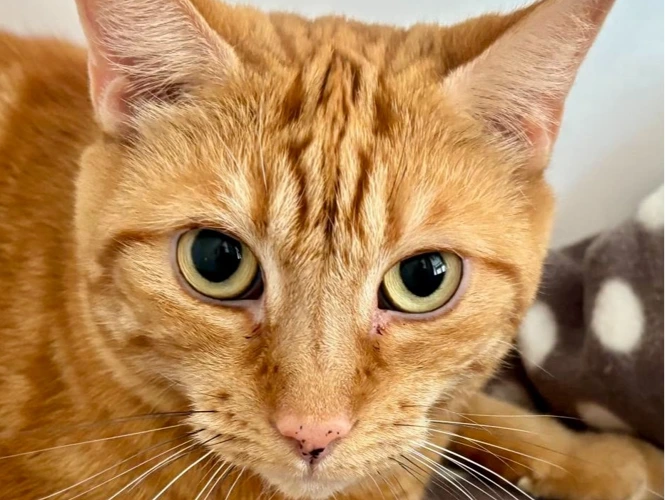 Oliver