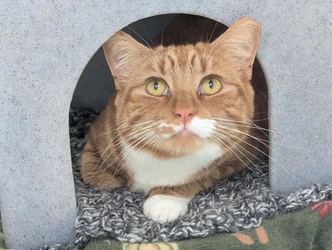 Jasper