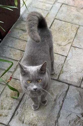 Alfie